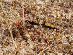 Tegrodera aloga