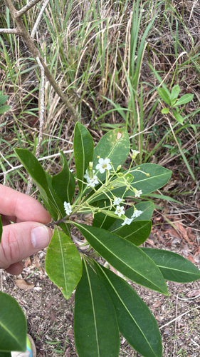 Duboisia myoporoides observed 2026-10-28