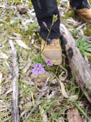 Arthropodium observed 2026-10-27