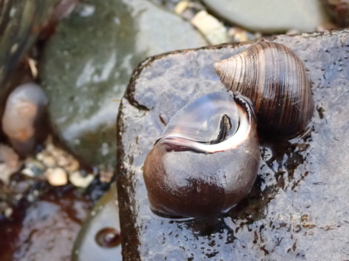 Littorina littorea, 2026-10-26