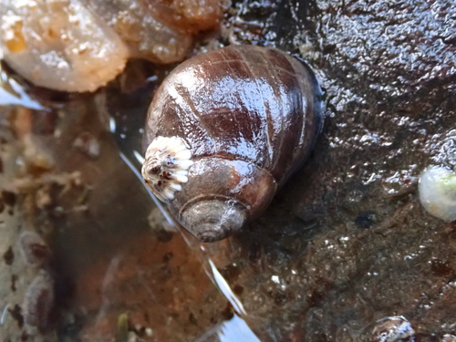 Littorina littorea, 2026-10-26