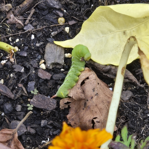 Solanaceae observed 2026-10-27