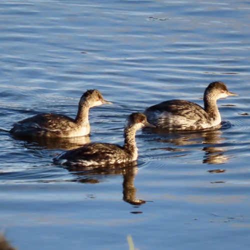 Podiceps nigricollis observed 2026-10-27
