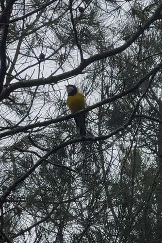 Pachycephala pectoralis observed 2026-10-28