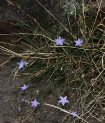 Wahlenbergia luteola