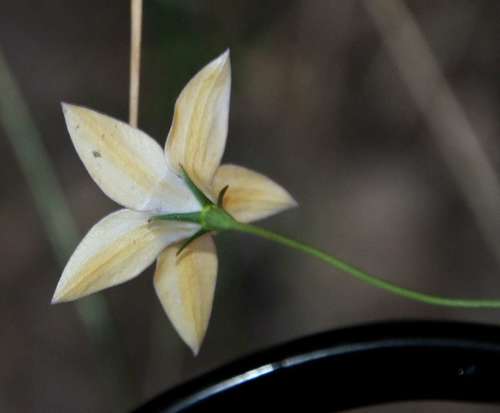 Image of Wahlenbergia luteola by (c) Russell Best, some rights reserved (CC BY)