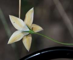 Wahlenbergia luteola