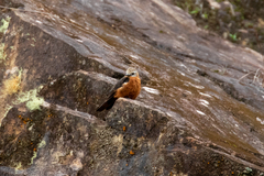 Cliff Flycatcher photo 4