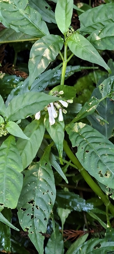 Ophiorrhiza observed 2026-10-28