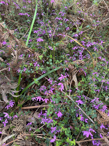 Tetratheca observed 2026-10-28