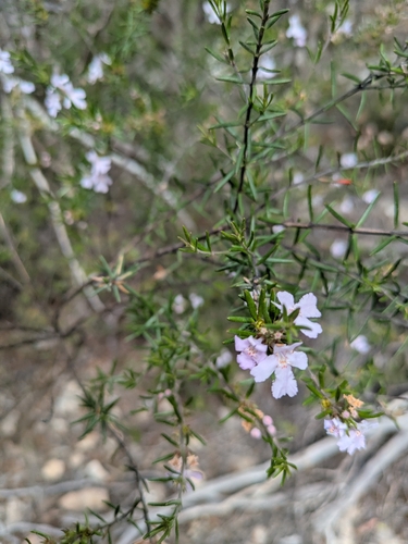 Westringia eremicola observed 2026-10-13