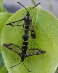 Synanthedon tipuliformis