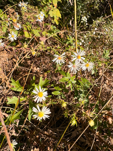 Symphyotrichum pilosum, 2026-10-26