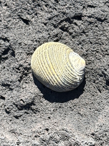 Nerita scabricosta, 2026-10-27