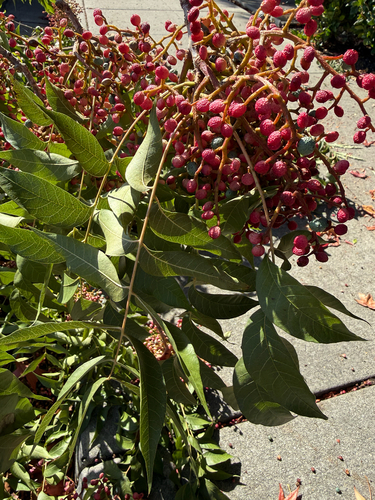 Pistacia chinensis observed 2026-10-26