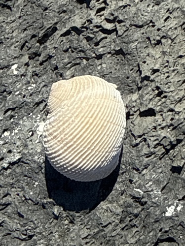 Nerita scabricosta, 2026-10-27