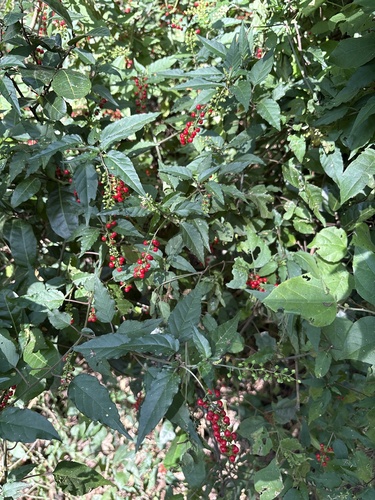 Rivina humilis observed 2026-10-28