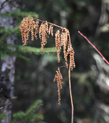 Actaea observed 2026-10-26