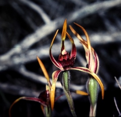Caladenia arrecta