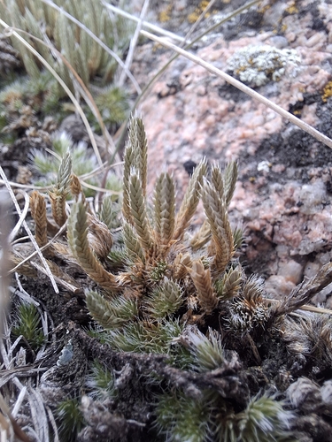 Selaginella observed 2026-10-27