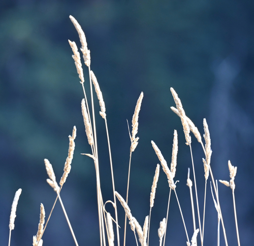 Phalaris arundinacea observed 2026-10-26