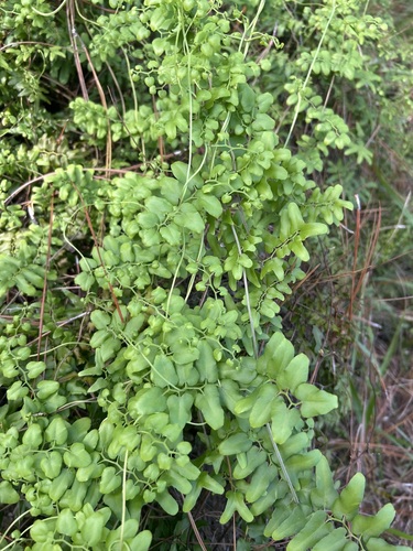 Lygodium microphyllum observed 2026-10-27