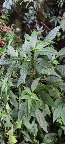 Ophiorrhiza observed 2026-10-28