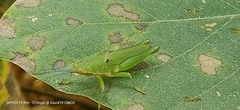 Tagasta marginella