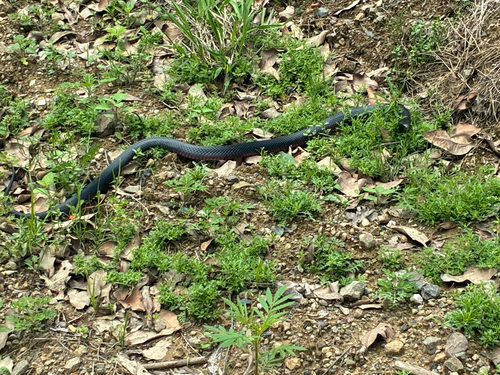 Pseudechis porphyriacus, 2026-10-27