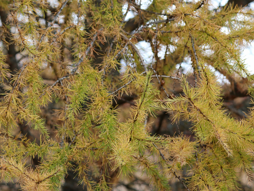 Larix laricina observed 2026-10-27
