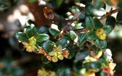 Pseudanthus orbicularis