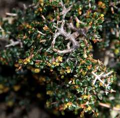 Pseudanthus orbicularis