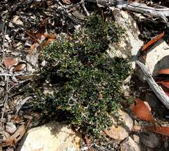 Pseudanthus orbicularis