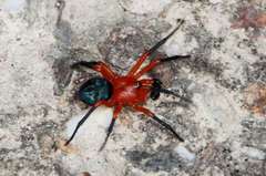 Ambicodamus crinitus