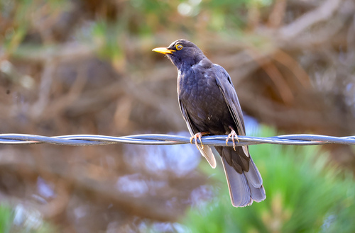 Turdus merula, 2026-10-28