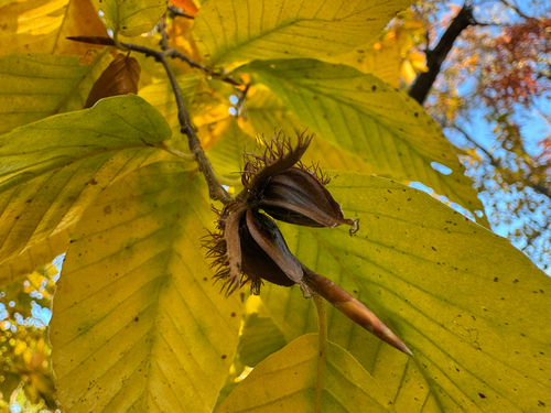 Fagus grandifolia observed 2026-10-27