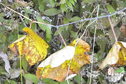 Vitis labrusca observed 2026-10-25