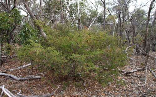Image of Acacia aspera by (c) Russell Best, some rights reserved (CC BY)
