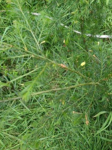 Acacia observed 2026-10-28