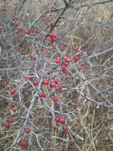 Elaeagnus observed 2026-10-27