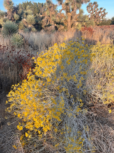 Ericameria nauseosa, 2026-10-27