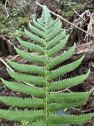 Thelypteris observed 2026-10-27