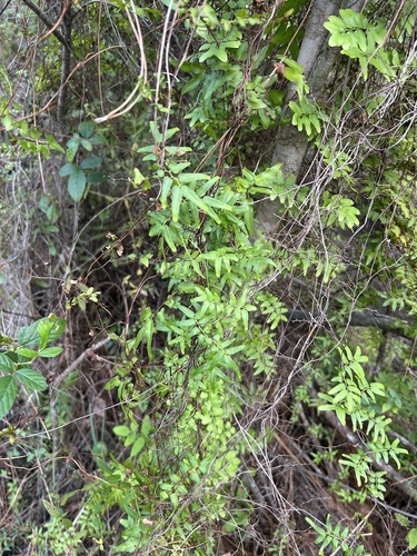 Lygodium microphyllum observed 2026-10-27