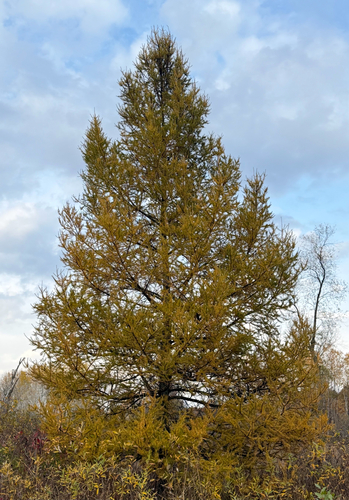 Larix laricina observed 2026-10-27