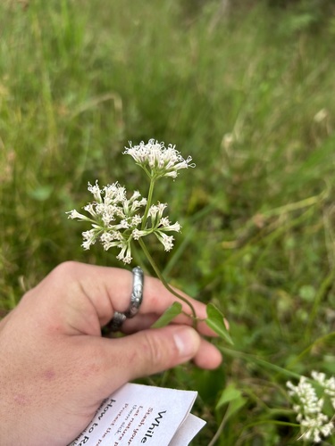 Mikania scandens observed 2026-10-27