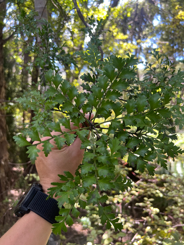 Phyllocladus trichomanoides observed 2026-10-28