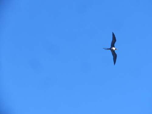 Aves observed 2026-10-27