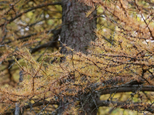 Larix laricina observed 2026-10-27
