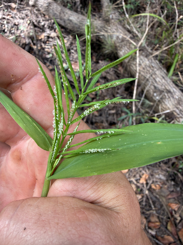 Paspalum repens observed 2026-10-27