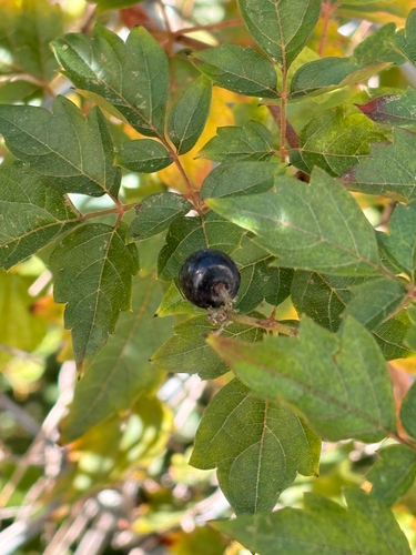 Nekemias arborea, 2026-10-27